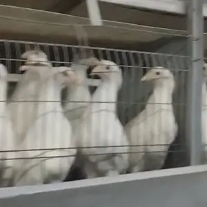 Чуча декалаб уайт, Худжанд