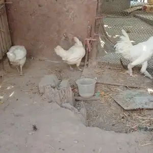 Мург, Турсунзаде