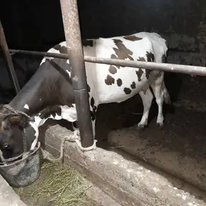 Гови бугуз, Худжанд