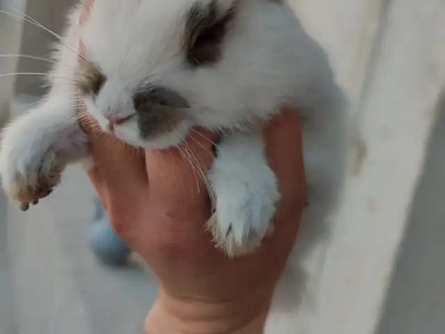 Харгушча, Душанбе