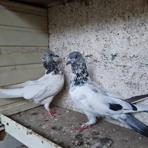 Голуби/кафтар, Гиссар