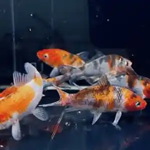 Рыбы кометы, Худжанд