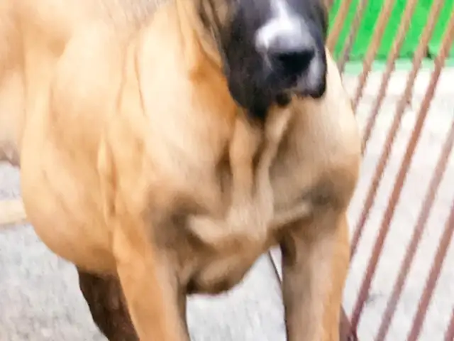 Саги алабай, Душанбе