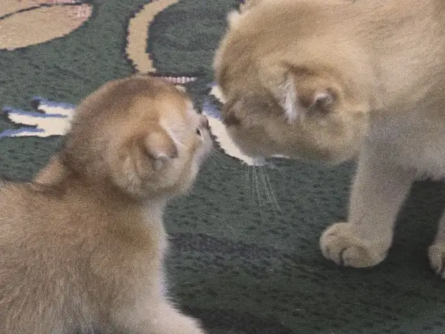Шотлaндcкие золотые котята, Душанбе