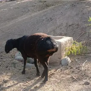 Кушкорхо, Ховалинг
