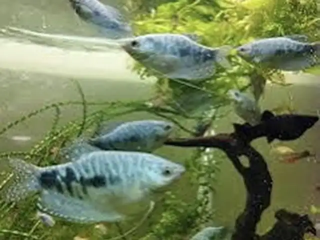 Рыбка Гурами Мраморный, Худжанд
