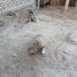 Сагчахо, Канибадам
