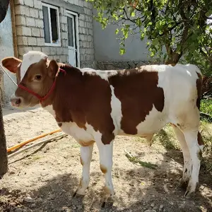 Букача симментал, Худжанд