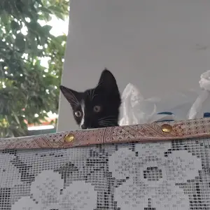 Котенок, Душанбе