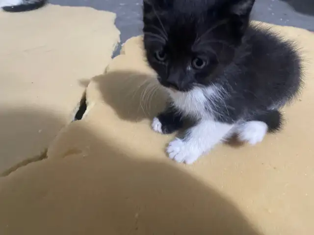 Кошка чёрная, Рудаки