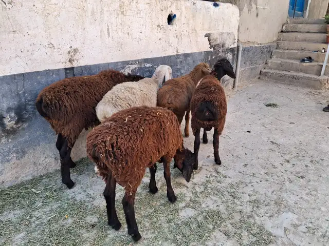Гусфанд, Худжанд