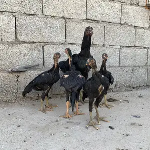 Дакан, Душанбе
