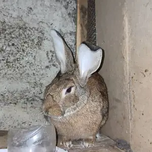 Харгуш, Худжанд