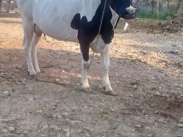 Гови ало, Конибодом