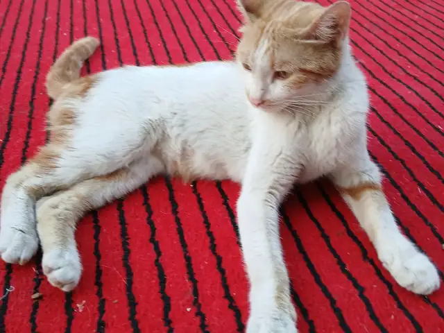 Кошка, Худжанд
