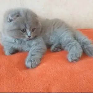 Британские короткошерстные котята, Душанбе