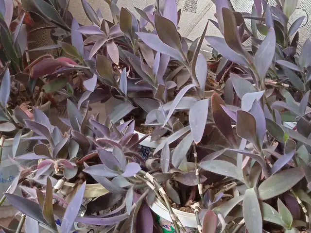 Гулхо, Душанбе