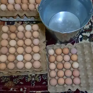 Тухми Корейский ломан браун, Худжанд