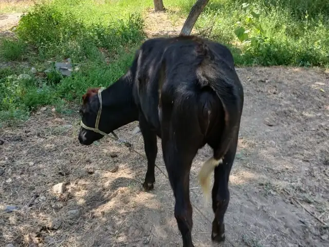 Гуночин, Худжанд