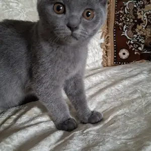 Котёнок шотландский, Худжанд