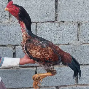 Дакан, Гулистон (Кайраккум)
