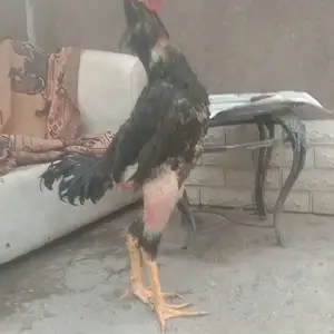 Тухми Дакан, Душанбе