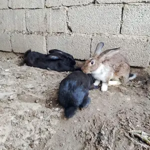 Харгуш, Турсунзаде