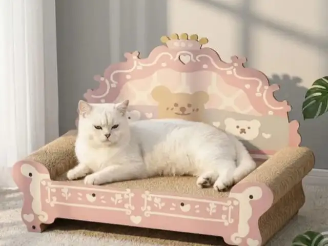 Диванчик для кошек, Худжанд
