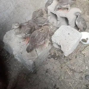 Кабк, Душанбе