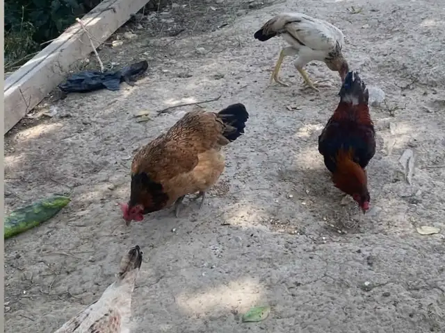 Мурги хонаги, Душанбе