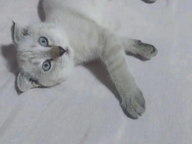 Шотландская вислоухая кошка, Хуҷанд