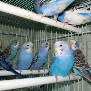 Попугай, Душанбе