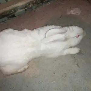 Кролик, Душанбе