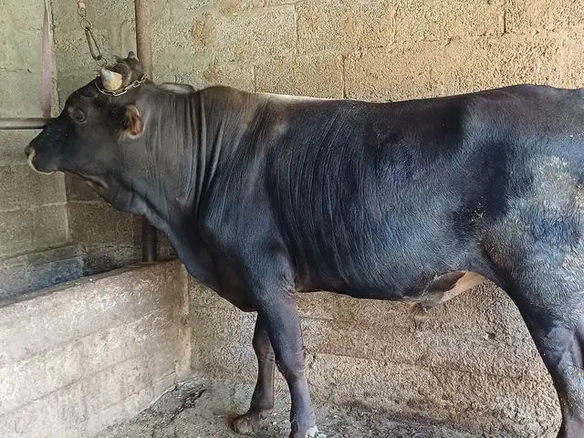 Букка, Бохтар (Курган-Тюбе)