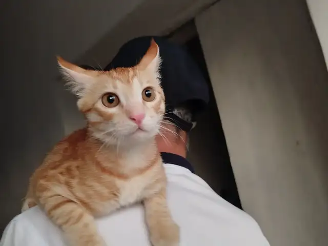 Котенок, Хуҷанд