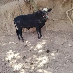 Бука, Яван