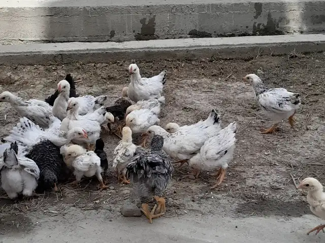 Чучахои рябушка ва дакан, Душанбе