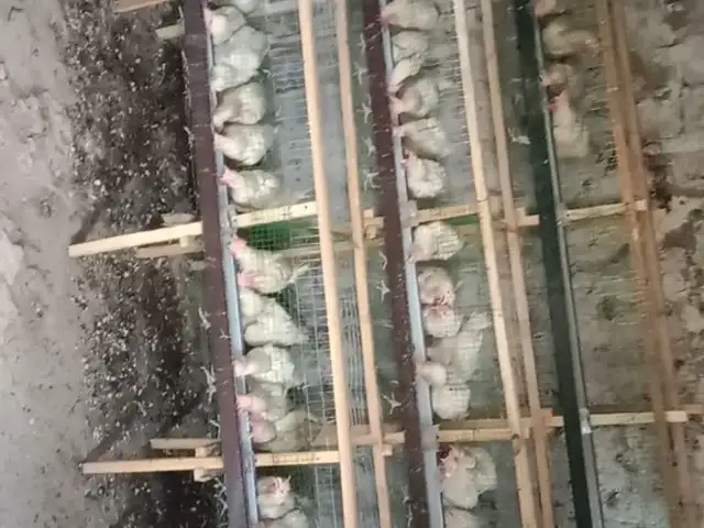 Мургои тухмкун, Ҳисор