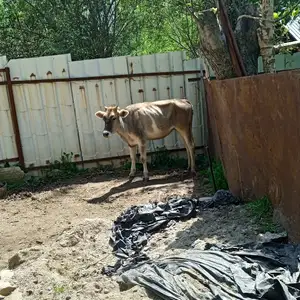 Гуноҷин, Нурабад