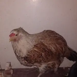 Мурги, Душанбе