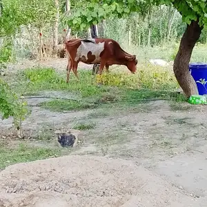 Гов, Айни