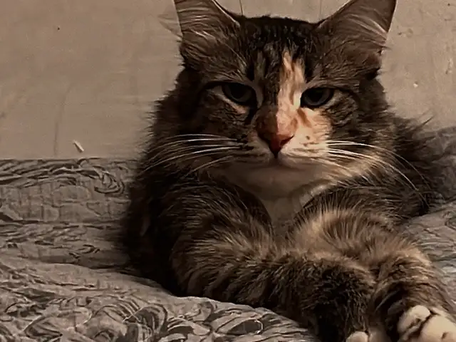 Кошка, Душанбе