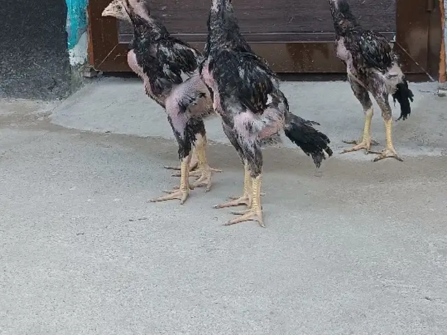 Чучахои Дакан, Худжанд