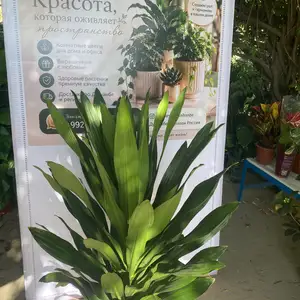 Дратсена, Душанбе
