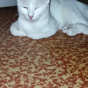 Кот Вязка, Хуҷанд