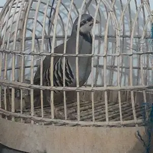 Кабк, Душанбе