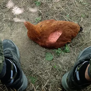 Хурусчучахои ломан браун, Хуҷанд