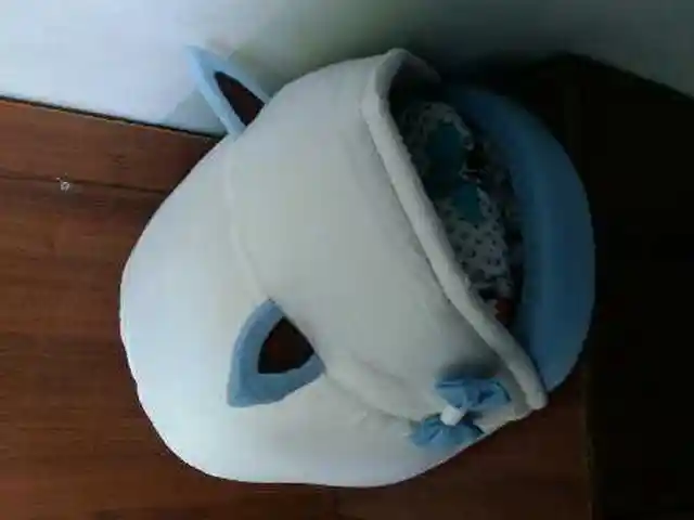 Домик для кошек, Худжанд