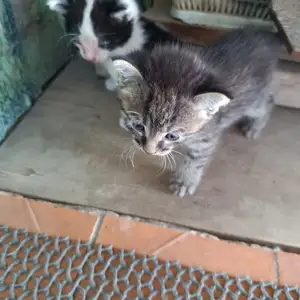 Котята, Душанбе
