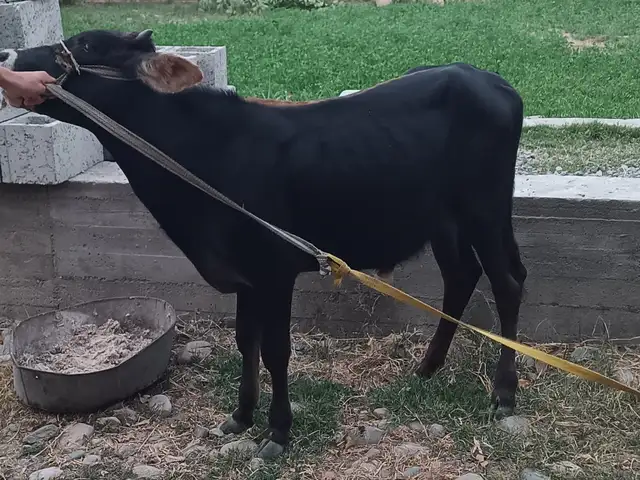 Буқа, Душанбе